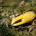 Perplexing Fiddler Crab (Austruca perplexa) in Machans Beach<br />EOS 7D + SIGMA 180mm 2.8 APO MACRO